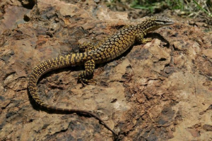 Csengetés varan - lizard egy szögesdróddal
